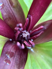 Trillium angustipetalum