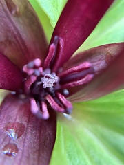 Trillium angustipetalum