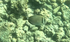 Acanthurus leucopareius