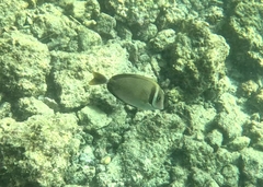 Acanthurus leucopareius