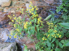 Solidago virgaurea asiatica