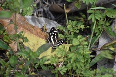 Dynamine postverta mexicana