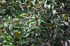 Chrysobalanaceae