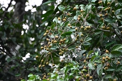 Chrysobalanaceae