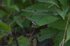 Dynamine postverta mexicana