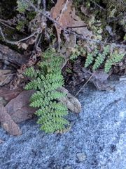 Myriopteris fendleri