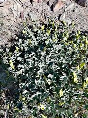 Aristolochia pearcei