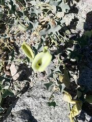 Aristolochia pearcei