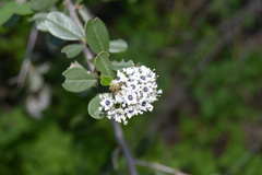 Ceanothus megacarpus