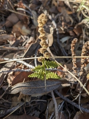 Myriopteris fendleri