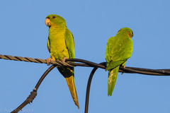 Psittacara holochlorus