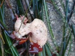 Fissurellidea