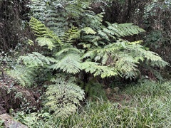 Alsophila spinulosa