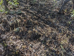 Myriopteris fendleri