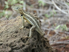 Microlophus bivittatus