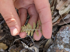 Myriopteris fendleri