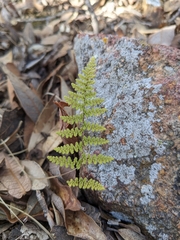 Myriopteris fendleri