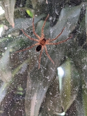 Heteropoda jugulans