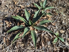 Agave palmeri