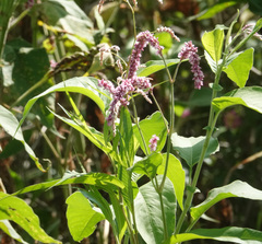 Persicaria orientalis