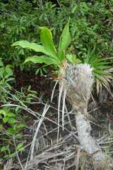 Catasetum integerrimum