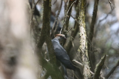 Lopholaimus antarcticus