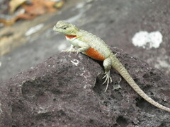 Microlophus bivittatus