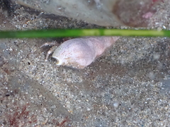 Ophiodermella inermis