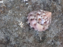 Calliostoma gloriosum