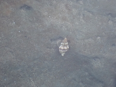 Ocenebrinae