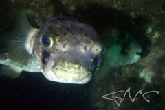 Dicotylichthys punctulatus