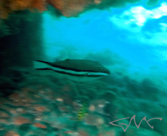 Canthigaster callisterna