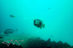 Dicotylichthys punctulatus