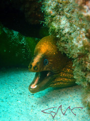 Gymnothorax prasinus