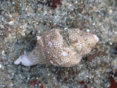Acanthinucella