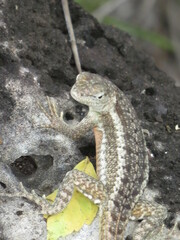 Microlophus bivittatus