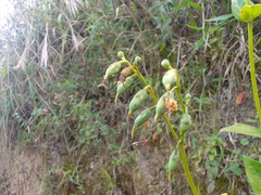 Gentianaceae