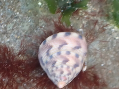 Calliostoma gloriosum