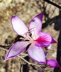 Bauhinia variegata