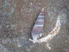 Ophiodermella inermis