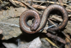 Batrachoseps nigriventris