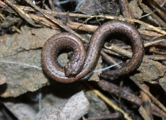 Batrachoseps nigriventris