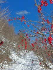 Berberis vulgaris