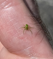 Diaea