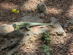 Microlophus indefatigabilis