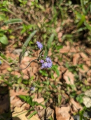 Ageratum conyzoides
