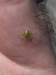 Diaea