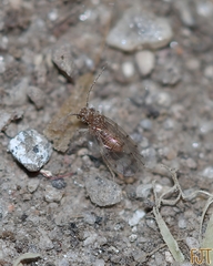 Ectopsocidae