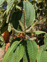 Miconia aeruginosa