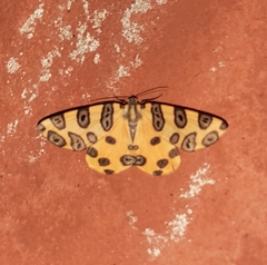 Pantherodes unciaria